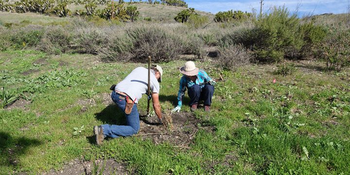 Theoretical Concepts Related To Ecological Restoration